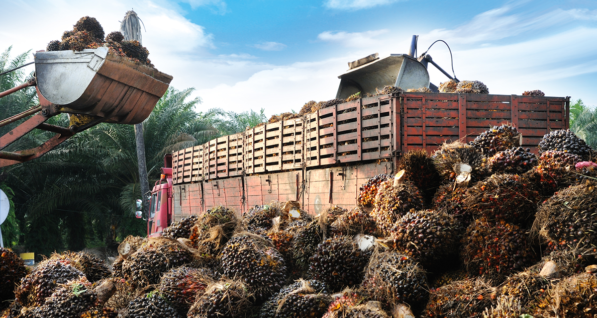 The Palm Oil Industry: Visualized Through Big Data | CFA Institute ...